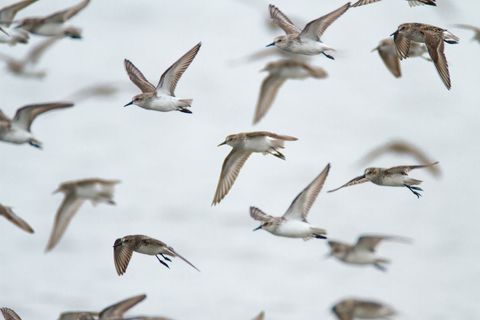 Flock of sandpipers flying in synchronized formation over calm gray sea during migration