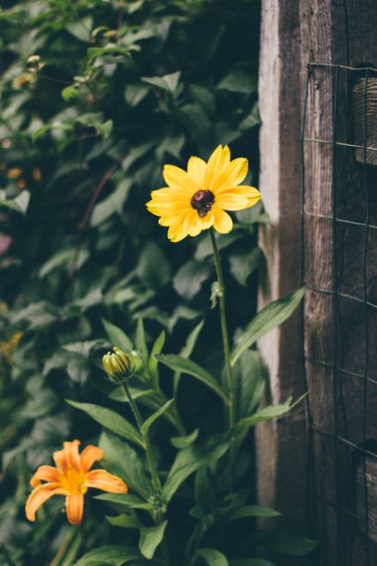 A close up of yellow and orange flowers with green leaves against a garden fence background. The image is ideal for nature-themed projects, gardening blogs, summer cards, and home decor inspiration.