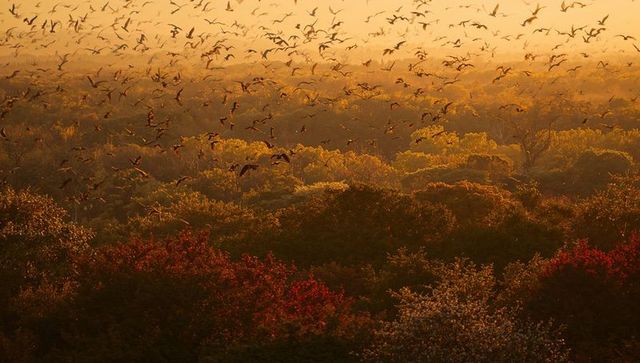 Flock of Birds Soaring Over Misty Autumn Woodland