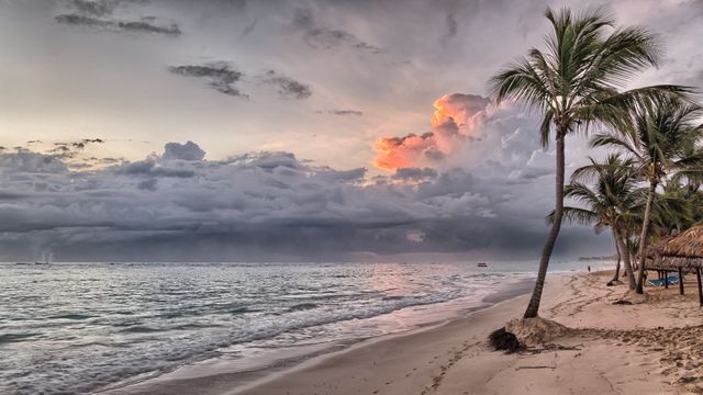 Dramatic coastal scene with palm trees lining sandy beach at sunset with storm clouds forming over calm ocean. Ideal for travel brochures, relaxation and mindfulness blogs, beach resort advertisements, and nature-themed websites. Perfect for evoking a sense of adventure, tranquility, and natural beauty.