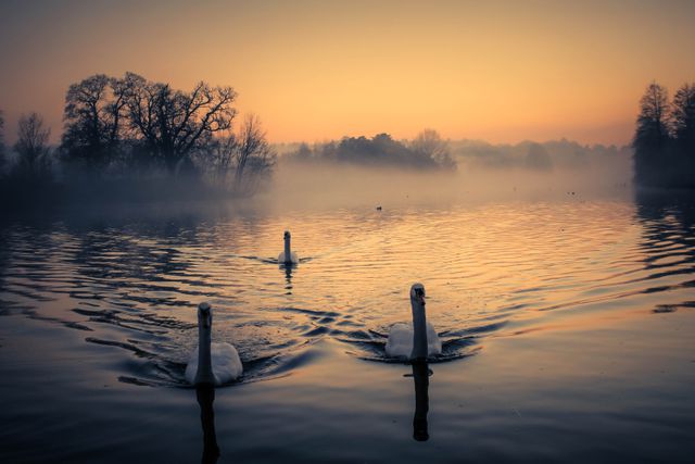 Picture showcasing calm ambiance during sunset with swans gliding over tranquil lake. Perfect for serene nature themes, calming backgrounds, or relaxation visuals. Suitable for wallpapers, postcards, meditation, and wellness projects.