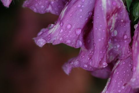 Close-up macro of pink bell petals glimmering with water droplets, soft bokeh background