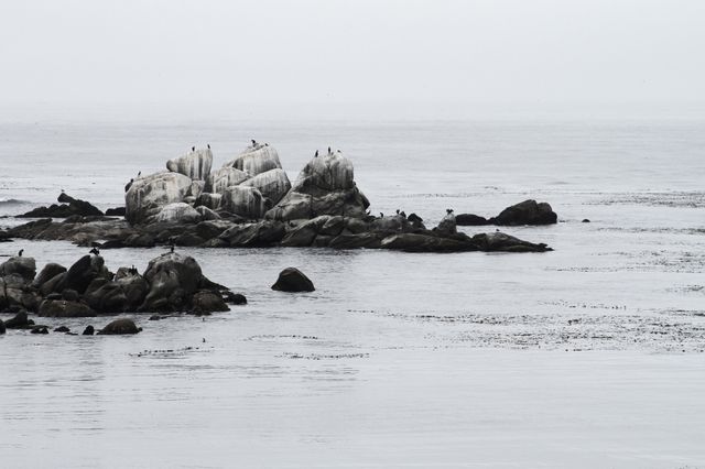 Seabirds resting on coastal rocks with an overcast sky. Perfect for themes related to nature, wildlife, and tranquility. Could be used in travel blogs, nature articles, or environmental campaigns focusing on marine ecosystems.