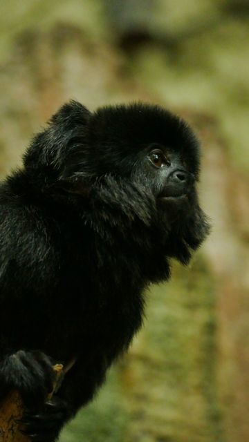 Black Lion Tamarin admiring nature, perfect for wildlife documentaries, educational materials regarding rainforest habitats, tourist attractions involving wildlife and conservation projects.
