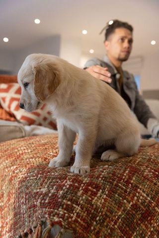 Young man reaching toward golden retriever puppy sitting on cozy woven throw in warm living room