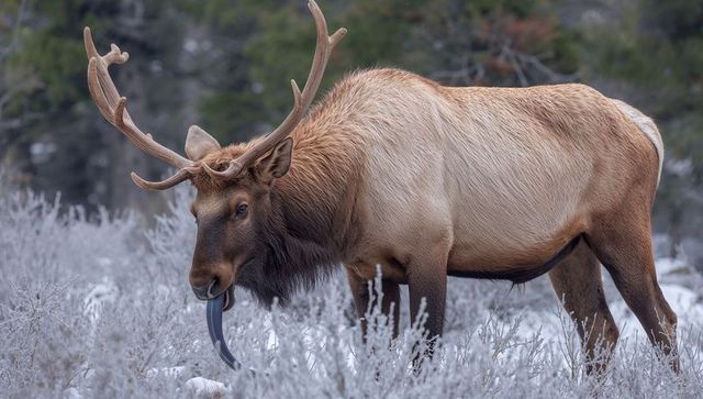 Bull elk grazing in frost-dusted meadow displaying branching antlers and winter coat