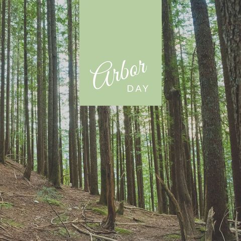 Lush Forest Celebrating Arbor Day: Forest Preservation Concept - Download Free Stock Templates Pikwizard.com