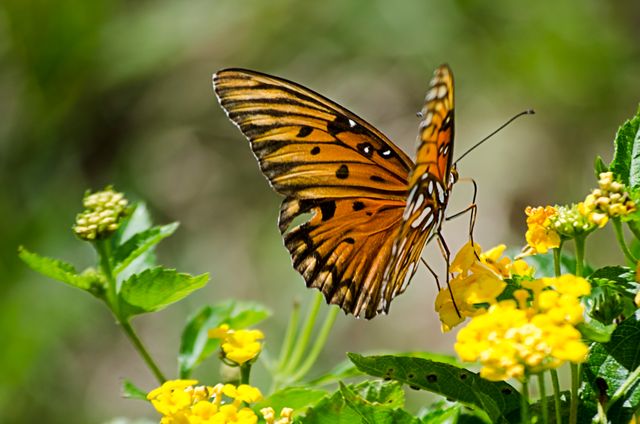 Close-up of Monarch Butterfly Feeding on Yellow Flowers - Download Free Stock Photos Pikwizard.com