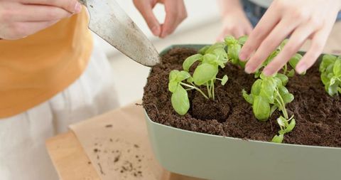 Asian couple potting basil seedlings in indoor planter on sunny wooden kitchen table