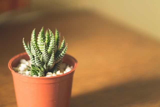 Small Zebra Haworthia Plant in Red Pot on Wooden Surface - Download Free Stock Photos Pikwizard.com