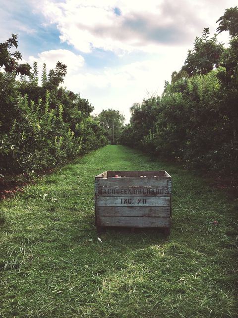 Empty wooden crate situated on grassy pathway in lush green orchard with blue sky and clouds in background. Perfect for agricultural, rural life, and countryside themes. Ideal for blogs, websites, or advertising related to organic farming, orchards, or outdoor activities.