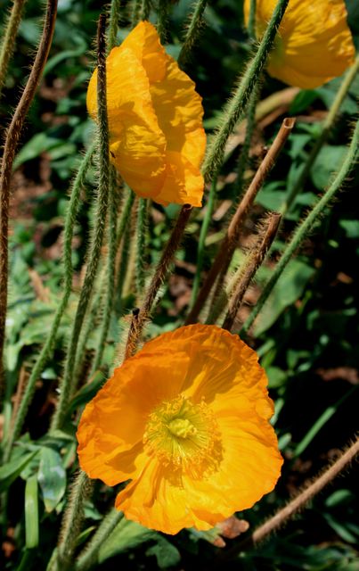 Vivid close-up shot of orange poppy flowers displaying their delicate petals and captivating color. Great for use in gardening magazines, botanical websites, nature blogs, or as inspirational floral decor.