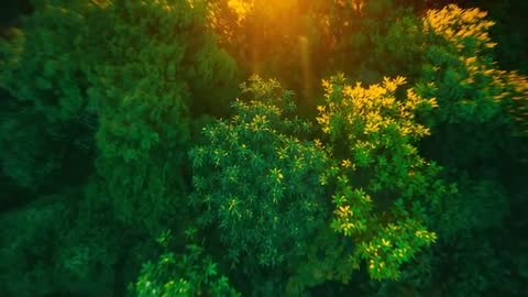 Capturing Sunlit Forest Canopy and Early Descent