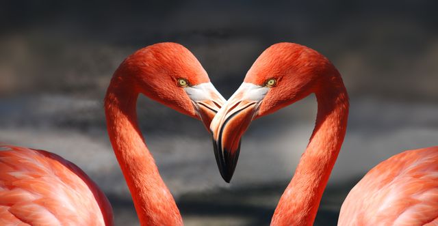 Two flamingos stand face-to-face, creating a heart shape with their intertwining necks. Their vivid red feathers and intense gaze evoke feelings of connection and love. Perfect for use in wildlife documentaries, bird watching blogs, symbols of love and unity in nature, and tropical-themed decorations.