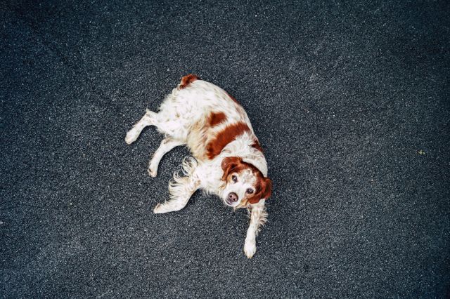 A Brittany Spaniel is lying on an asphalt street, looking upwards, appearing relaxed and comfortable. This can be used in pet advertising, articles about dog behavior, or urban pet photography.