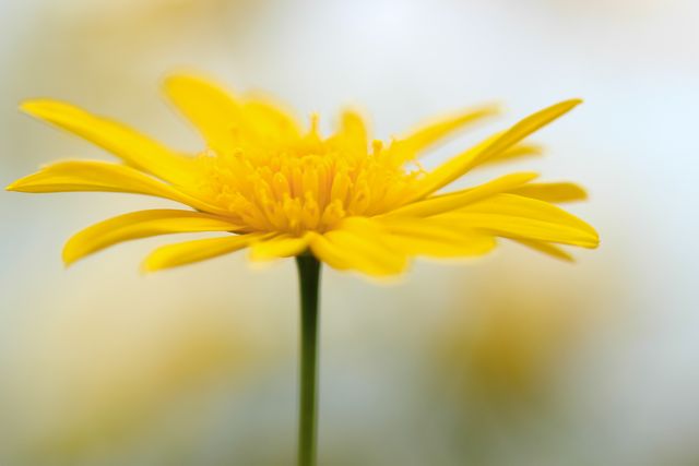 Yellow Flower Dandelion - Download Free Stock Photos Pikwizard.com
