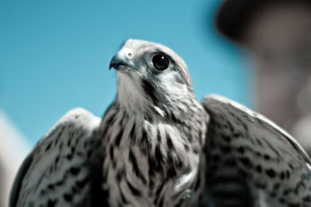 A close-up view of a falcon's head and upper body against a blue sky backdrop. The falcon's sharp beak and detailed feathers are prominently featured, capturing the essence of its predatory and majestic nature. Useful for educational material on birds of prey, wildlife articles, nature blog posts, or as a visual representation of focus and sharpness in business presentations.