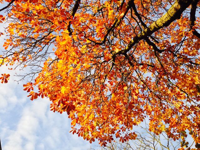 Ideal for backgrounds in nature-themed projects, seasonal promotional materials, environmental campaigns, and autumn celebrations, highlighting the beauty of fall foliage.