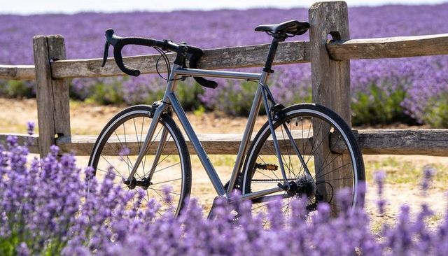 Silver road bicycle leaning on wooden fence amid purple lavender field and rural path