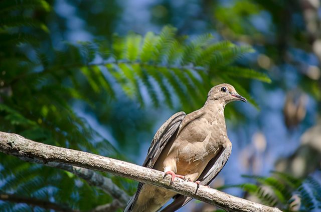 Peaceful Mourning Dove Perched on Tree Branch on Sunny Day - Download Free Stock Photos Pikwizard.com