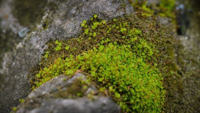 Vibrant moss cushion growing in rock crevice with tiny sporophytes macro texture closeup
