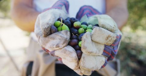 Farm Worker Holding Harvested Olives in Gloves