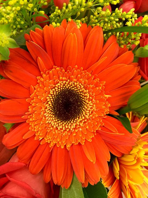 Stunning closeup of vibrant orange gerbera daisy featuring detailed petals and eye-catching colors. Excellent for floral presentations, botanical gardens, nature-inspired designs, and seasonal marketing materials. Ideal for backgrounds, greeting cards, and digital or print art.