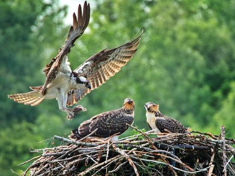 Wild osprey landing on nest with chicks