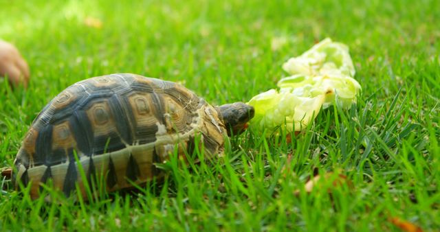 A tortoise explores the grass outdoors, approaching a lettuce leaf. Captured in a natural setting, the image emphasizes the simplicity of wildlife interactions.