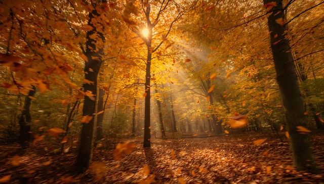 Golden sunbeams piercing autumn canopy, falling leaves over leaf-covered woodland path