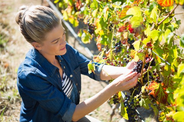 Female vintner examining grapes in vineyard on a sunny day