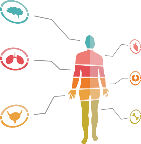 Transparent Human Body Diagram with Organ Icons Highlighting Functions - Download Free Stock Videos Pikwizard.com