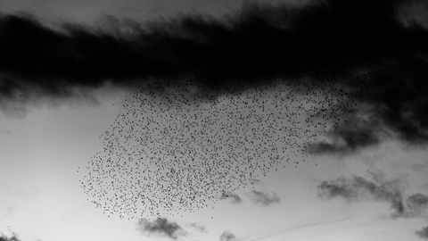 Mass starling murmuration swirling under dark storm clouds in moody black and white sky