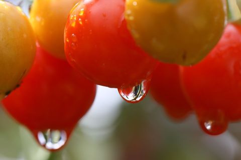 Ripening cherry cluster dripping clear water droplets macro close-up fresh garden produce