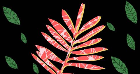 Colorful Floral Pattern on Black Background