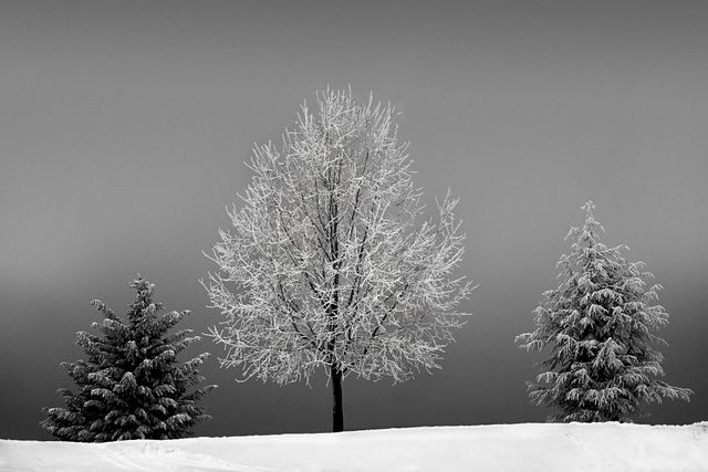 Depicts tranquil winter landscape featuring snow-covered trees against a gray sky. Perfect for promoting winter-themed events, nature conservation campaigns, seasonal greeting cards, and calming scenery backgrounds. Artificialfrac accord with the different tree types crafting a meditative ambiance suitable for wall art or desktop background.