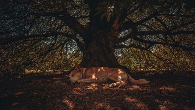 Tan dog sleeping beneath sprawling mature tree in dappled woodland shade, peaceful rest