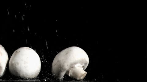Raindrops Falling on Group of Mushrooms