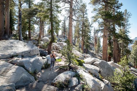 Person Hiking on Rocky Forest Trail Among Tall Pine Trees