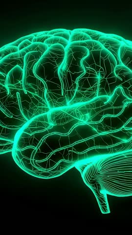 Neon Wireframe Brain Rotating Left to Right Futuristic Neuroscience Visualization Vertical Video