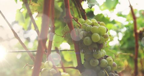 Fresh Green Grapes in Morning Sunlight on Vineyard