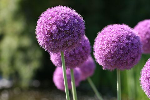 Purple allium blooming spherical flowers closeup in garden sunlight