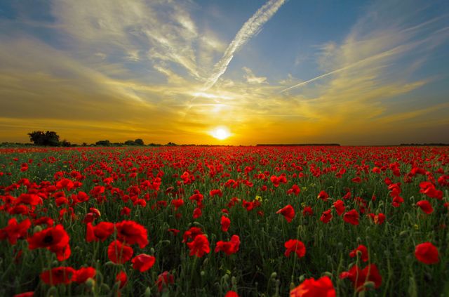 Red poppy field with vibrant sunset sky - Download Free Stock Photos Pikwizard.com
