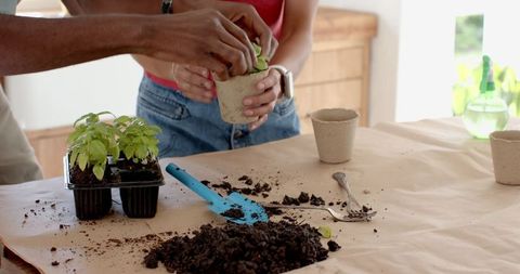 Diverse couple planting seedlings with biodegradable pots indoors
