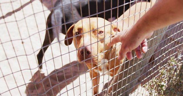 Sad dog looking through fence while person's hand is reaching towards it, evoking feelings of compassion and empathy for shelter animals. Perfect for use in campaigns related to pet adoption, animal rescue, and advocacy for stray animals.