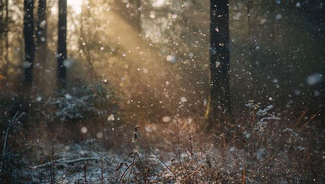 Golden sunbeam backlighting winter woodland with falling snowflakes and frosted undergrowth