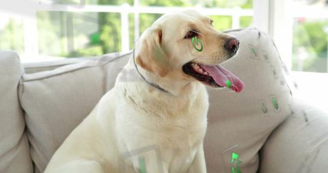 Cream Labrador Retriever Sitting on Beige Sofa Panting in Bright Sunlit Living Room