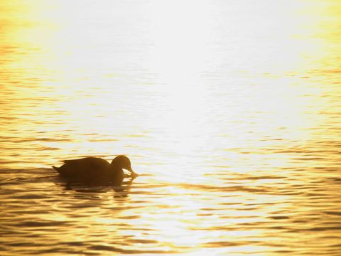 Silhouette Duck in Radiant Evening Light