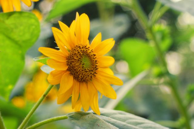 Bright yellow sunflower blooming with green leaves in background. Ideal for use in gardening websites, nature blogs, floral and botanical designs, summer-themed projects, or eco-friendly advertisements.