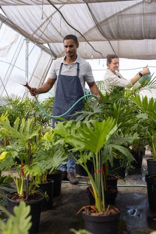 Greenhouse coworkers watering and inspecting tropical potted plants for nursery propagation and irri